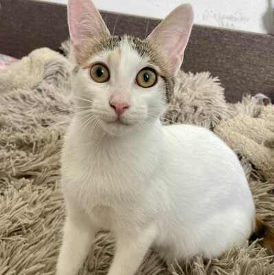 Kätzchen Nora und Sofia hoffen auf Post, EKH Jungtier - Katze