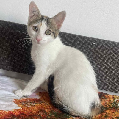Kätzchen Nora und Sofia hoffen auf Post, EKH Jungtier - Katze