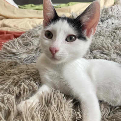 Kätzchen Nora und Sofia hoffen auf Post, EKH Jungtier - Katze