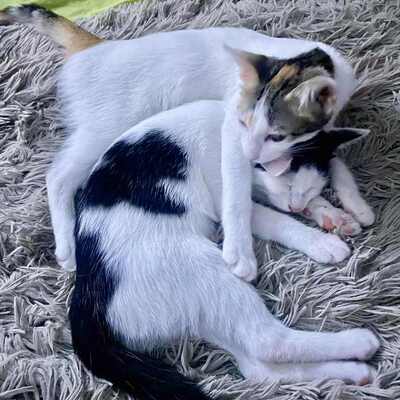 Kätzchen Nora und Sofia hoffen auf Post, EKH Jungtier - Katze