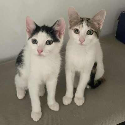 Kätzchen Nora und Sofia hoffen auf Post, EKH Jungtier - Katze