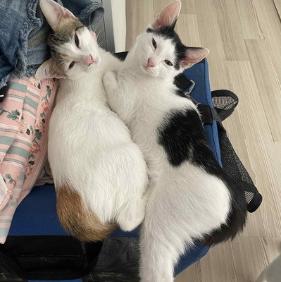 Kätzchen Nora und Sofia hoffen auf Post, EKH Jungtier - Katze