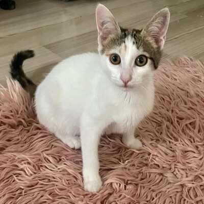 Kätzchen Nora und Sofia hoffen auf Post, EKH Jungtier - Katze