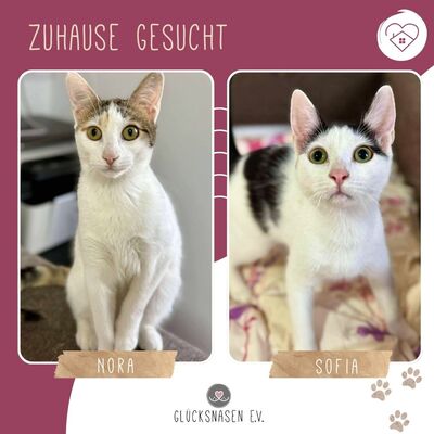 Kätzchen Nora und Sofia möchten gern reisen