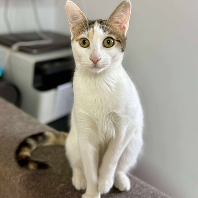 Kätzchen Nora und Sofia möchten gern reisen, EKH Jungtier - Katze