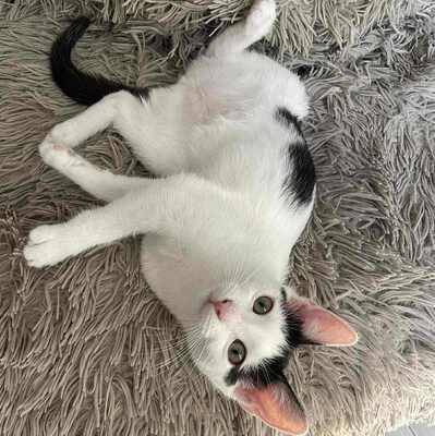 Kätzchen Nora und Sofia möchten gern reisen, EKH Jungtier - Katze