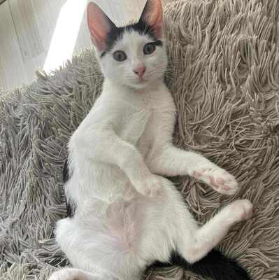 Kätzchen Nora und Sofia möchten gern reisen, EKH Jungtier - Katze