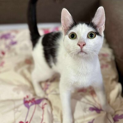 Kätzchen Nora und Sofia möchten gern reisen, EKH Jungtier - Katze