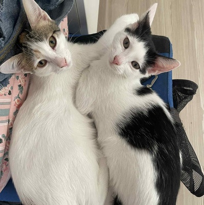Kätzchen Nora und Sofia möchten gern reisen, EKH Jungtier - Katze