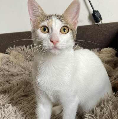 Kätzchen Nora und Sofia sind bereit, EKH Jungtier - Katze