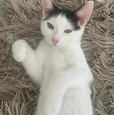 Kätzchen Nora und Sofia warten auf Post, EKH Jungtier - Katze