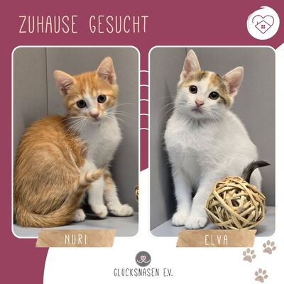 Kätzchen Nuri und Elva warten auf Post, EKH Jungtier - Katze