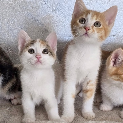 Kätzchen Nuri und Elva warten auf Post, EKH Jungtier - Katze