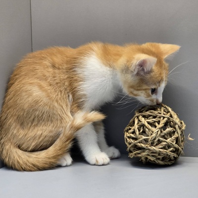 Kätzchen Nuri und Elva warten auf Post, EKH Jungtier - Katze