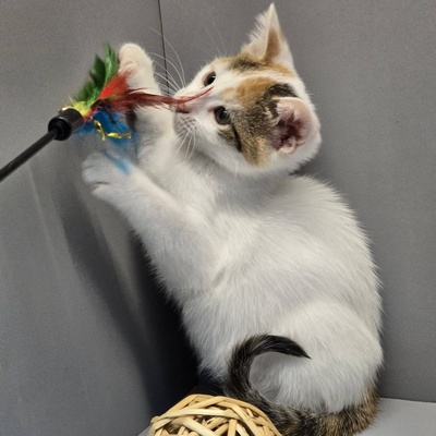 Kätzchen Nuri und Elva warten auf Post, EKH Jungtier - Katze