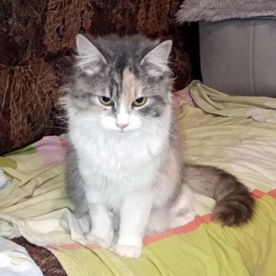 Kätzchen Olivia ist bereit für Dich, EKH - Katze