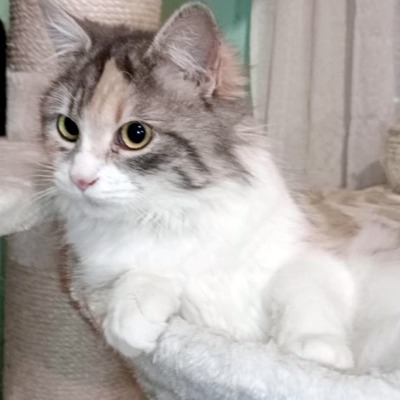Kätzchen Olivia ist bereit für Dich, EKH - Katze