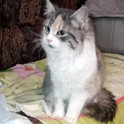 Kätzchen Olivia sucht ihre Dosis, EKH - Katze