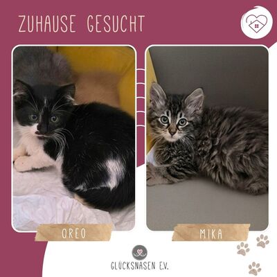 Kätzchen Oreo und Mika möchten zusammen reisen