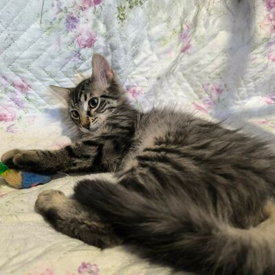 Kätzchen Oreo und Mika möchten zusammen reisen, EKH Jungtier - Kater