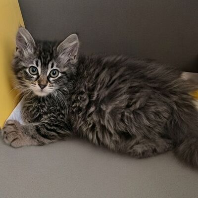 Kätzchen Oreo und Mika möchten zusammen reisen, EKH Jungtier - Kater
