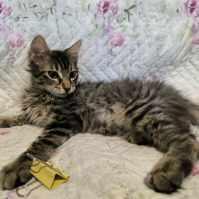Kätzchen Oreo und Mika möchten zusammen reisen, EKH Jungtier - Kater