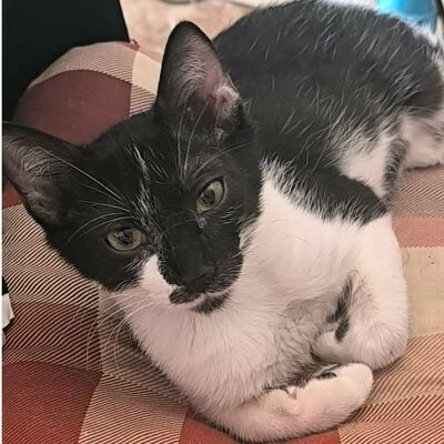 Kätzchen Oreo und Mika möchten zusammen reisen, EKH Jungtier - Kater