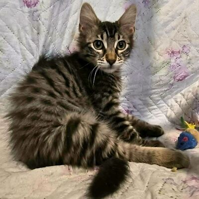 Kätzchen Oreo und Mika möchten zusammen reisen, EKH Jungtier - Kater