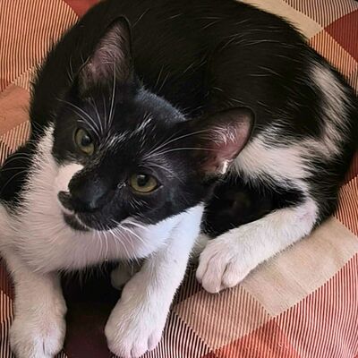 Kätzchen Oreo und Mika möchten zusammen reisen, EKH Jungtier - Kater