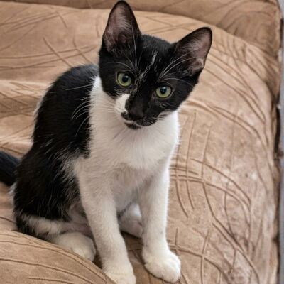 Kätzchen Oreo und Mika möchten zusammen reisen, EKH Jungtier - Kater