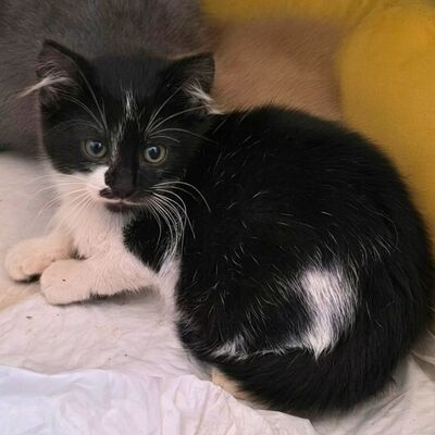 Kätzchen Oreo und Mika möchten zusammen reisen, EKH Jungtier - Kater