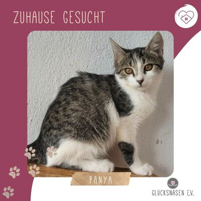Kätzchen Panya wartet auf ihre Familie, EKH Jungtier - Katze