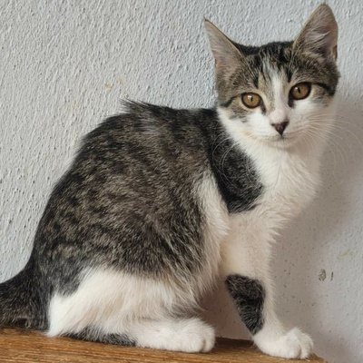 Kätzchen Panya wartet auf ihre Familie, EKH Jungtier - Katze