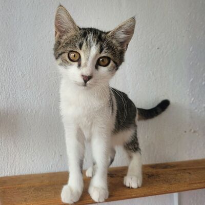 Kätzchen Panya wartet auf ihre Familie, EKH Jungtier - Katze