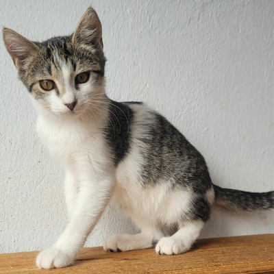 Kätzchen Panya wartet auf ihre Familie, EKH Jungtier - Katze
