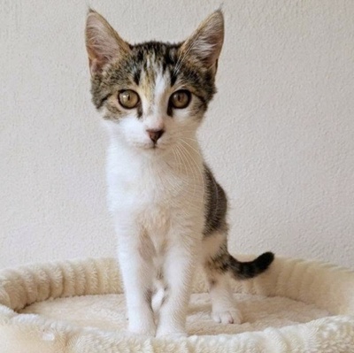 Kätzchen Panya wartet auf ihre Familie, EKH Jungtier - Katze