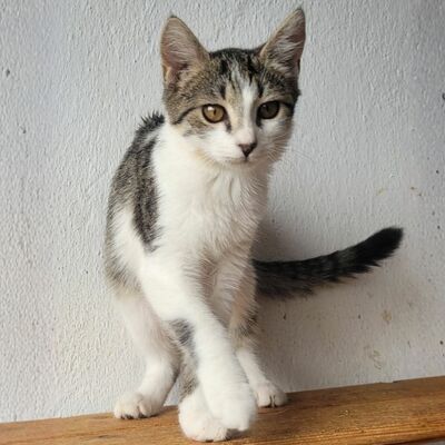 Kätzchen Panya wartet auf ihre Familie, EKH Jungtier - Katze