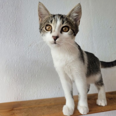 Kätzchen Panya wartet auf ihre Familie, EKH Jungtier - Katze
