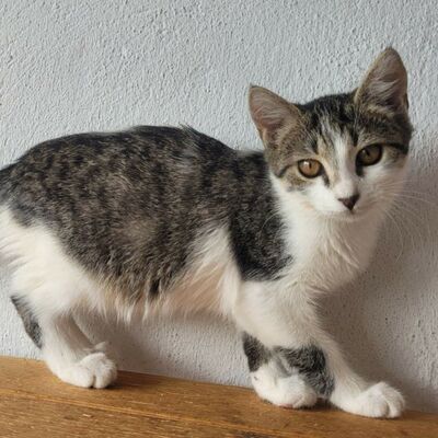 Kätzchen Panya wartet auf ihre Familie, EKH Jungtier - Katze
