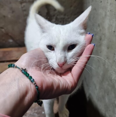 Kätzchen Pearl sucht Ihr Körbchen, EKH Jungtier - Katze