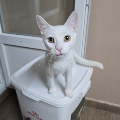 Kätzchen Pearl sucht Ihr Körbchen, EKH Jungtier - Katze
