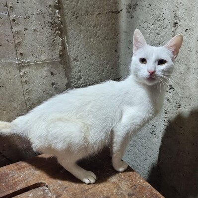 Kätzchen Pearl sucht Ihr Körbchen, EKH Jungtier - Katze