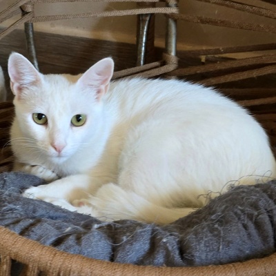 Kätzchen Pearl sucht Ihr Körbchen, EKH Jungtier - Katze