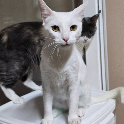 Kätzchen Pearl sucht Ihr Körbchen, EKH Jungtier - Katze