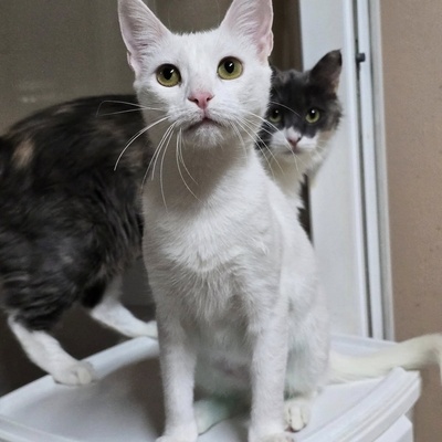 Kätzchen Pearl sucht Ihr Körbchen, EKH Jungtier - Katze
