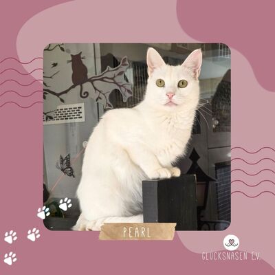 Kätzchen Pearl sucht ihr Körbchen