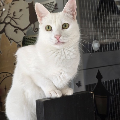 Kätzchen Pearl sucht ihr Körbchen, EKH - Katze