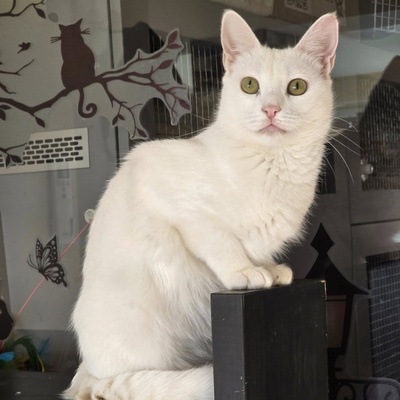 Kätzchen Pearl sucht ihr Körbchen, EKH - Katze