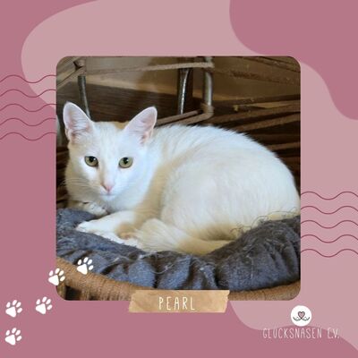 Kätzchen Pearl wünscht sich eine Familie, EKH - Katze