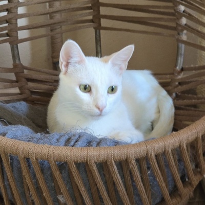 Kätzchen Pearl wünscht sich eine Familie, EKH - Katze